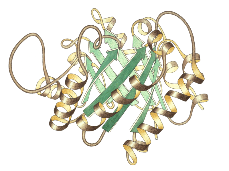 Soubor:TriosePhosphateIsomerase Ribbon pastel trans.png