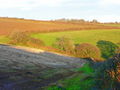 Zig-zag hedges - geograph.org.uk - 1079049.jpg