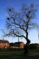 Oak Tree with Rooks' Nests - geograph.org.uk - 1246917.jpg