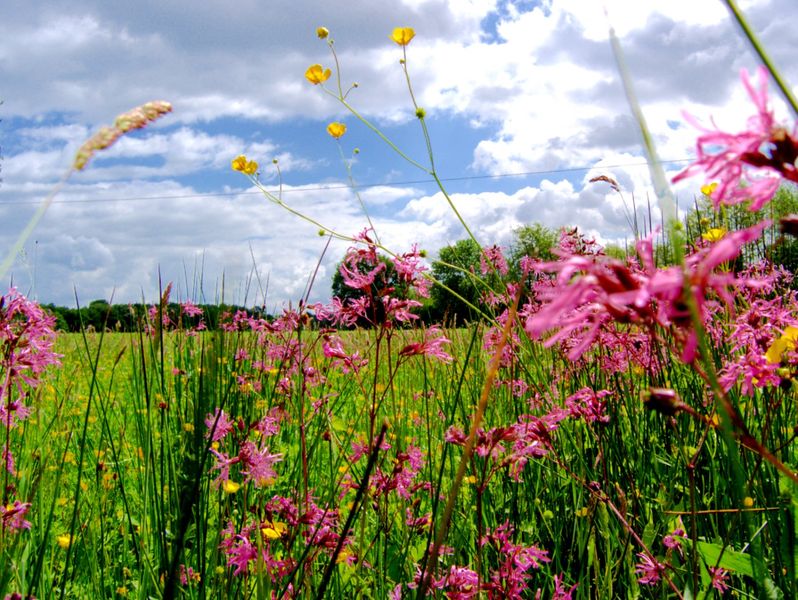 Soubor:XN Meadow wet 00.jpg